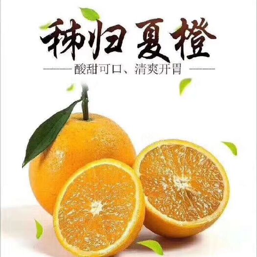 秭归县夏橙5斤装包邮中大果