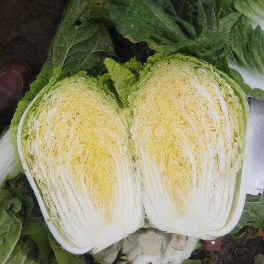 夏邑县 黄心菜