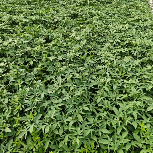 雷州市白薯叶 大量薯藤叶