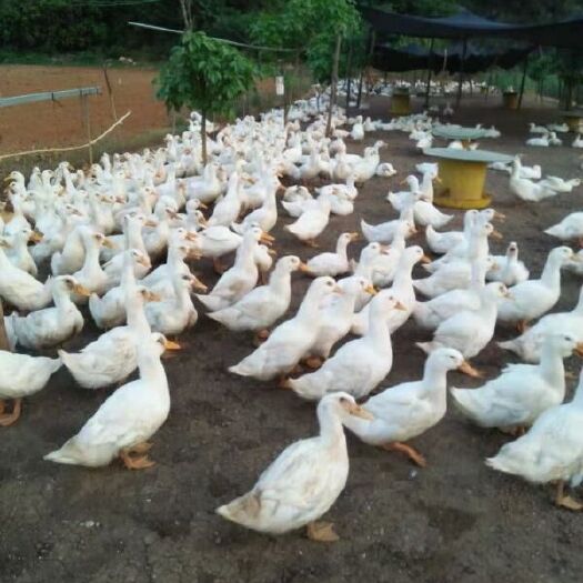 南宁 大量批发鸡苗鸭苗，鹅苗可以直接我发我手机，号同步
