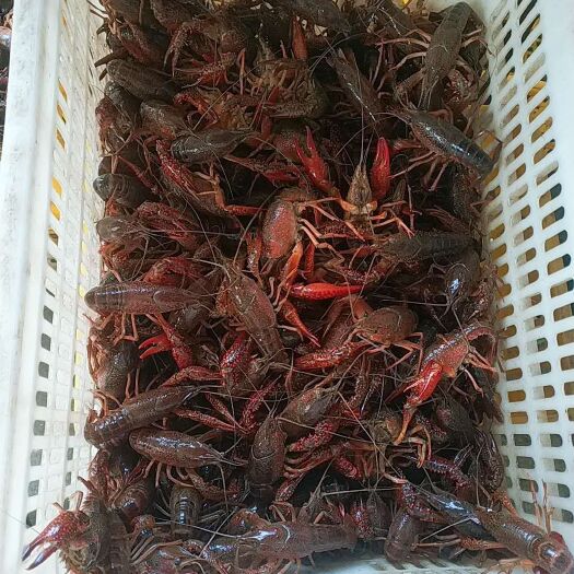 潜江市 潜江小龙虾 规格硬 质量好 价格实惠