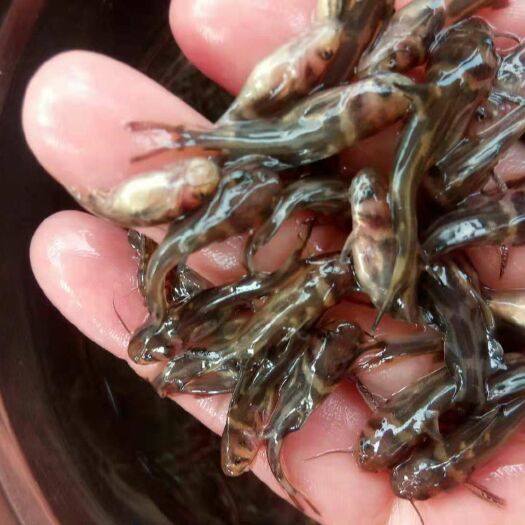 重庆市黄颡鱼苗  黄辣丁鱼苗