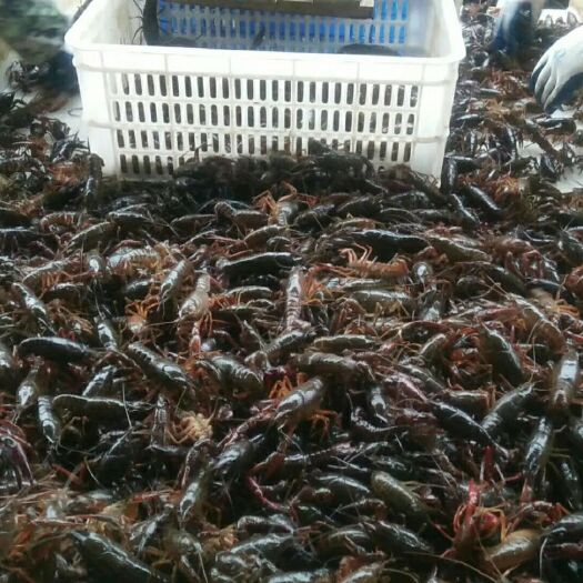潜江市 潜江小龙虾   4~6钱  硬规格大量供货中