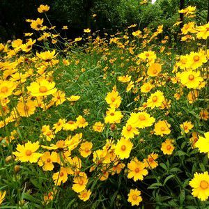 金鸡菊种子多年生大花金鸡菊花籽四季易活 景观花海色块花期长