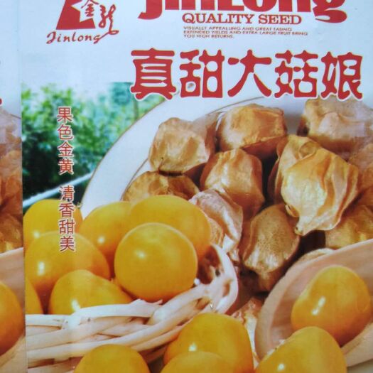 白山菇娘 我卖的是种子，不是果子