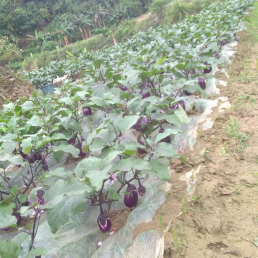 望谟县紫光圆茄 无公害绿色食品