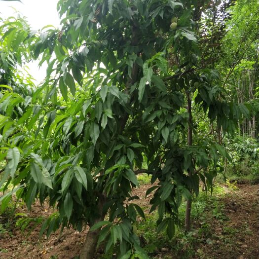 眉县毛桃苗 地径5---9厘米桃树，树型好品种佳高度2--2.5米