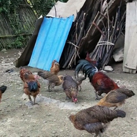 六安土鸡 农家家禽出售全部散养不添加任何饲料喂养
