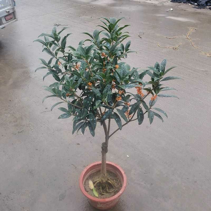 桂花树苗