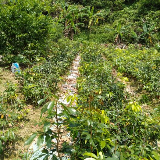 灵山县桂味荔枝苗 荔枝嫁接苗，品种有桂味，妃子笑