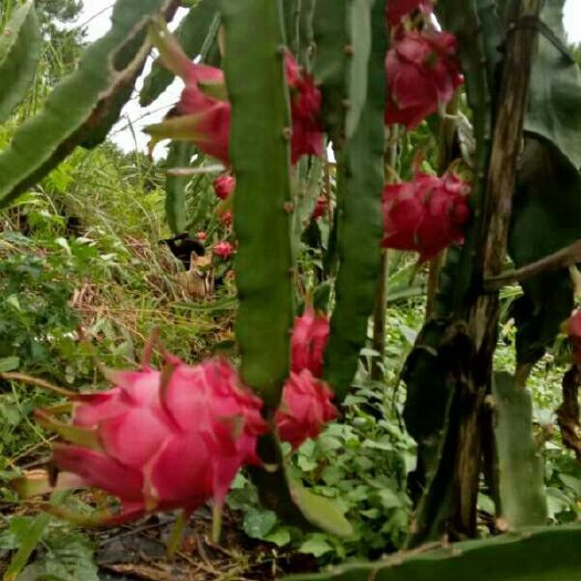 肇庆 农家种植红心火龙果香甜美味、果肉肥厚，欢迎订购！！