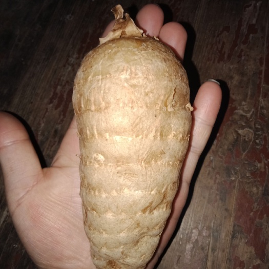 丹凤县 新出天麻   量大    有需要的老板联系我