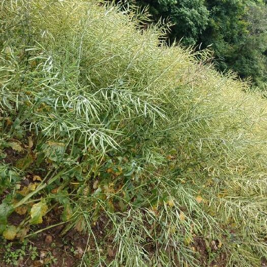 潜江市 出售油菜籽