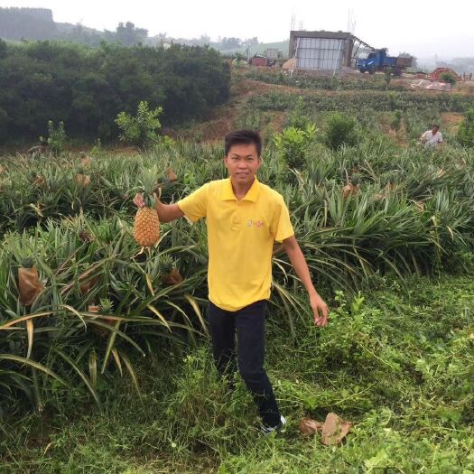 上思县金钻十七号凤梨 金钻凤梨