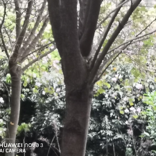 岭南洋紫荆树 18公分至23公分羊蹄甲，地苗，包装车！