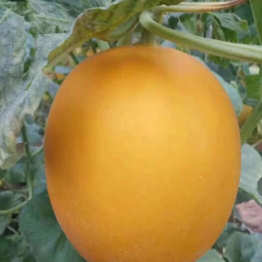 蒲城县 郁金香甜瓜