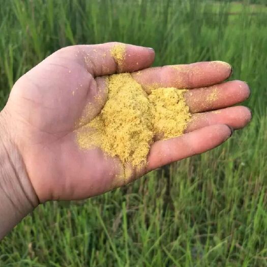 微山县 2019年天然蒲黄粉