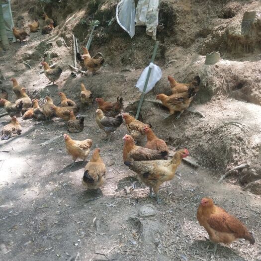 福州蛋鸡 全散养的