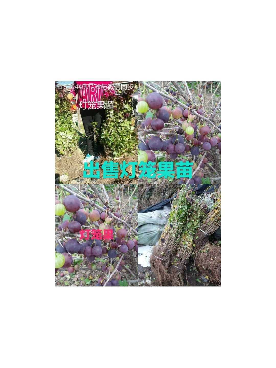 大量出售灯笼果苗。需要的联系。