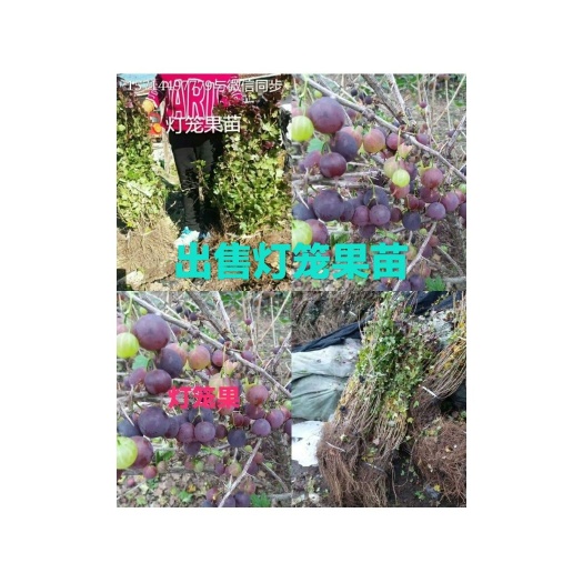 白山大量出售灯笼果苗。需要的联系。