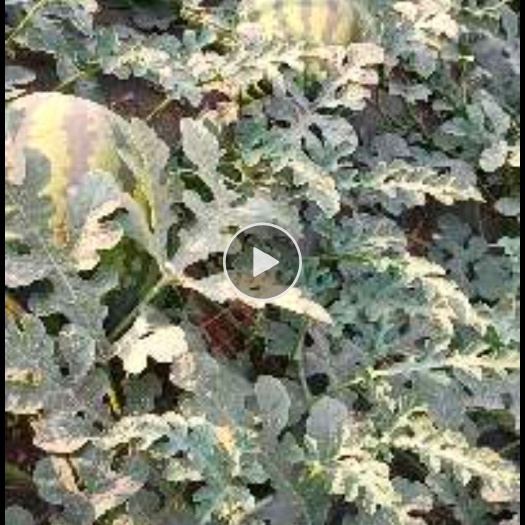 蒲城县京欣西瓜 8斤打底 8成熟 1茬 有籽