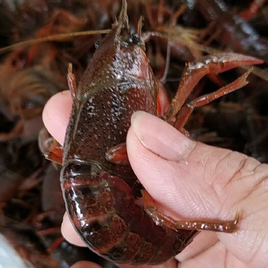 江陵县清水小龙虾 5-7钱 稻田虾