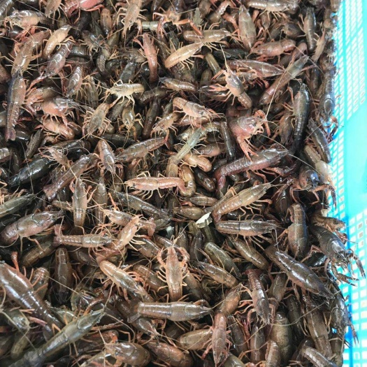 灌云县龙虾苗