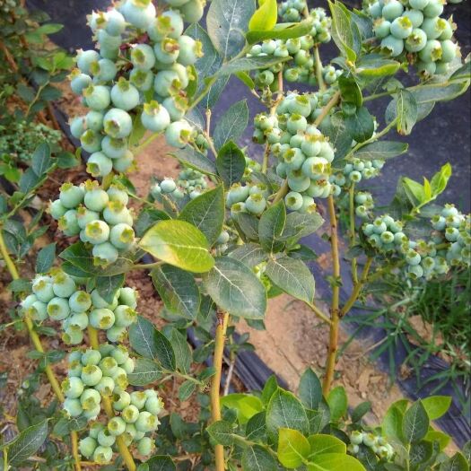 栖霞市蓝莓鲜果