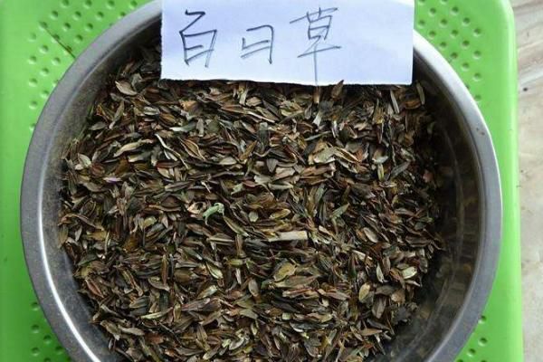百日草种子 混色百日草花种子 四季播种庭院阳台花卉百日菊花籽