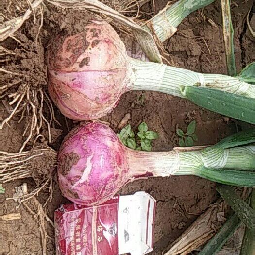 大名县二红洋葱 7~8cm