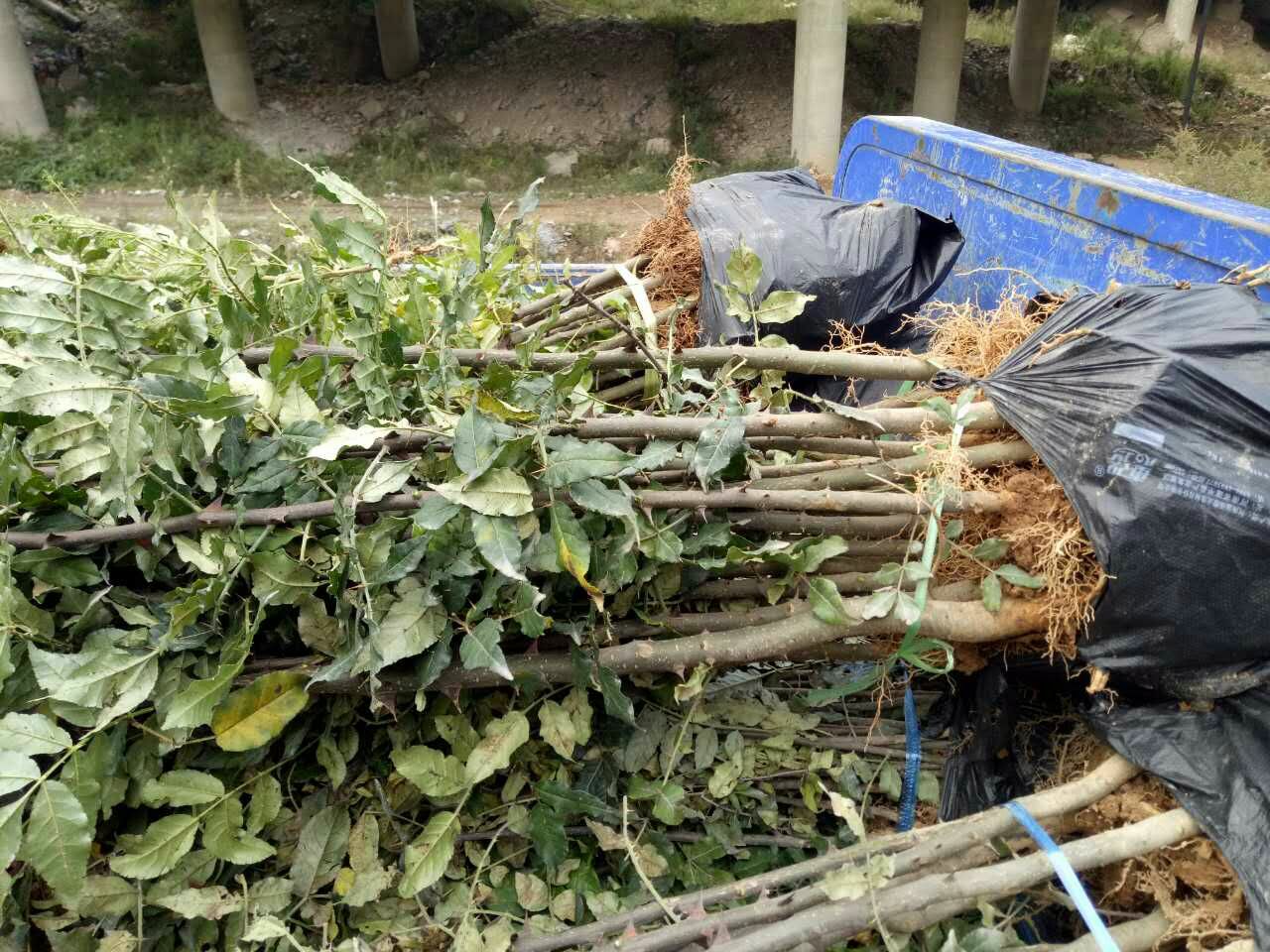 花椒种子  甘肃陇南武都大红袍伏椒狮品种育苗专用包品种假一赔十