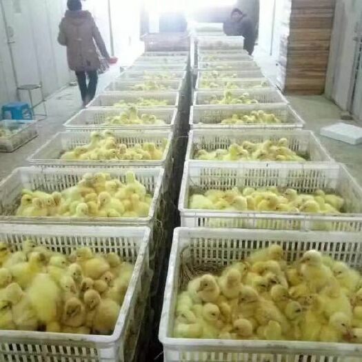 郓城县 高品质大三花鹅苗