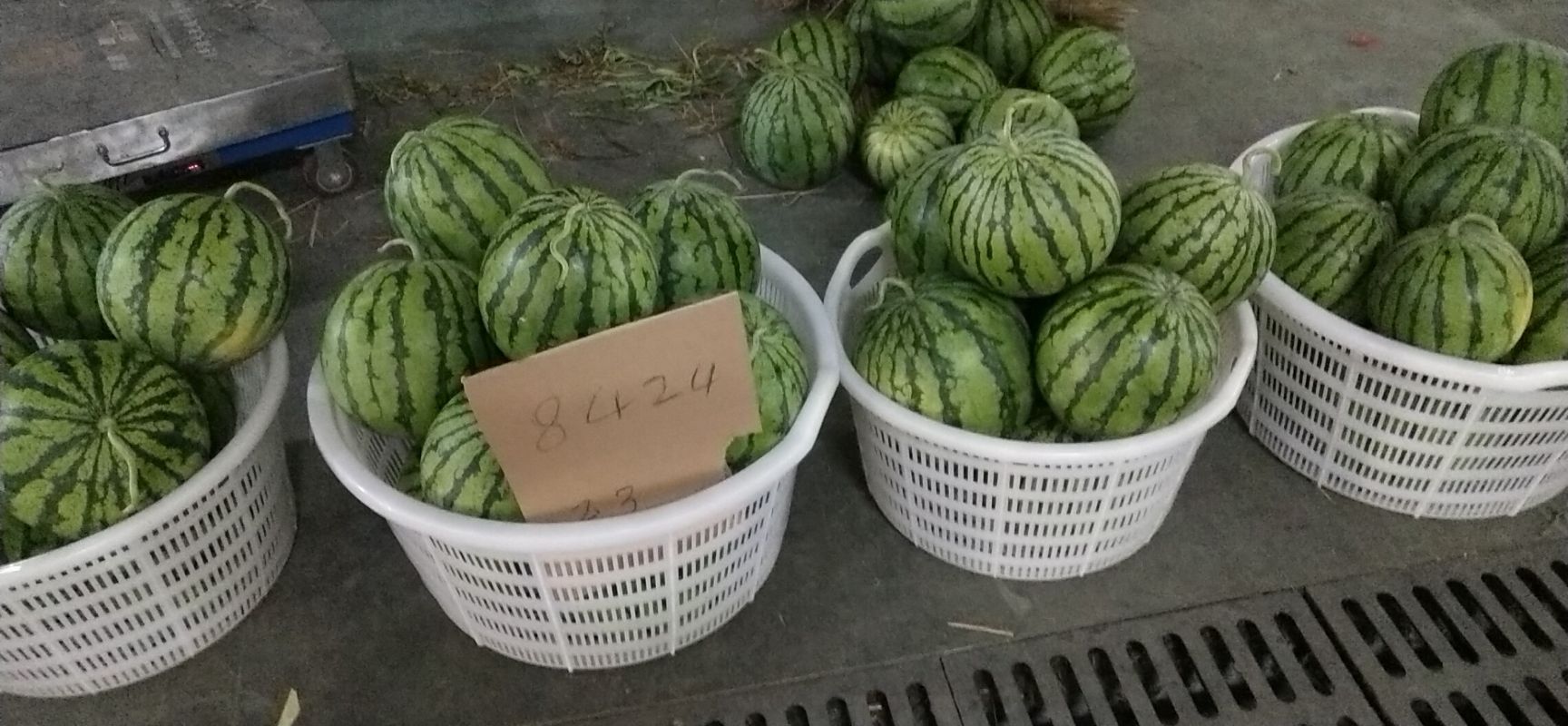  8424包熟西瓜