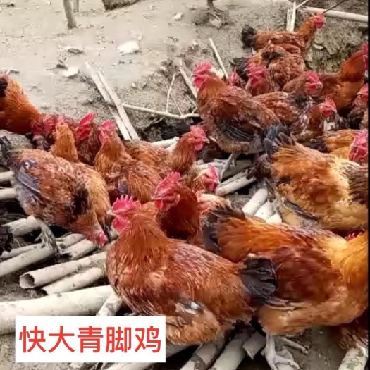 南宁青脚麻鸡苗 快大青脚麻