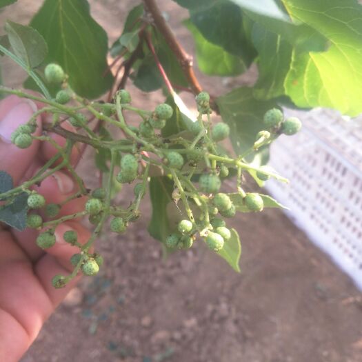 宁阳县 青花椒