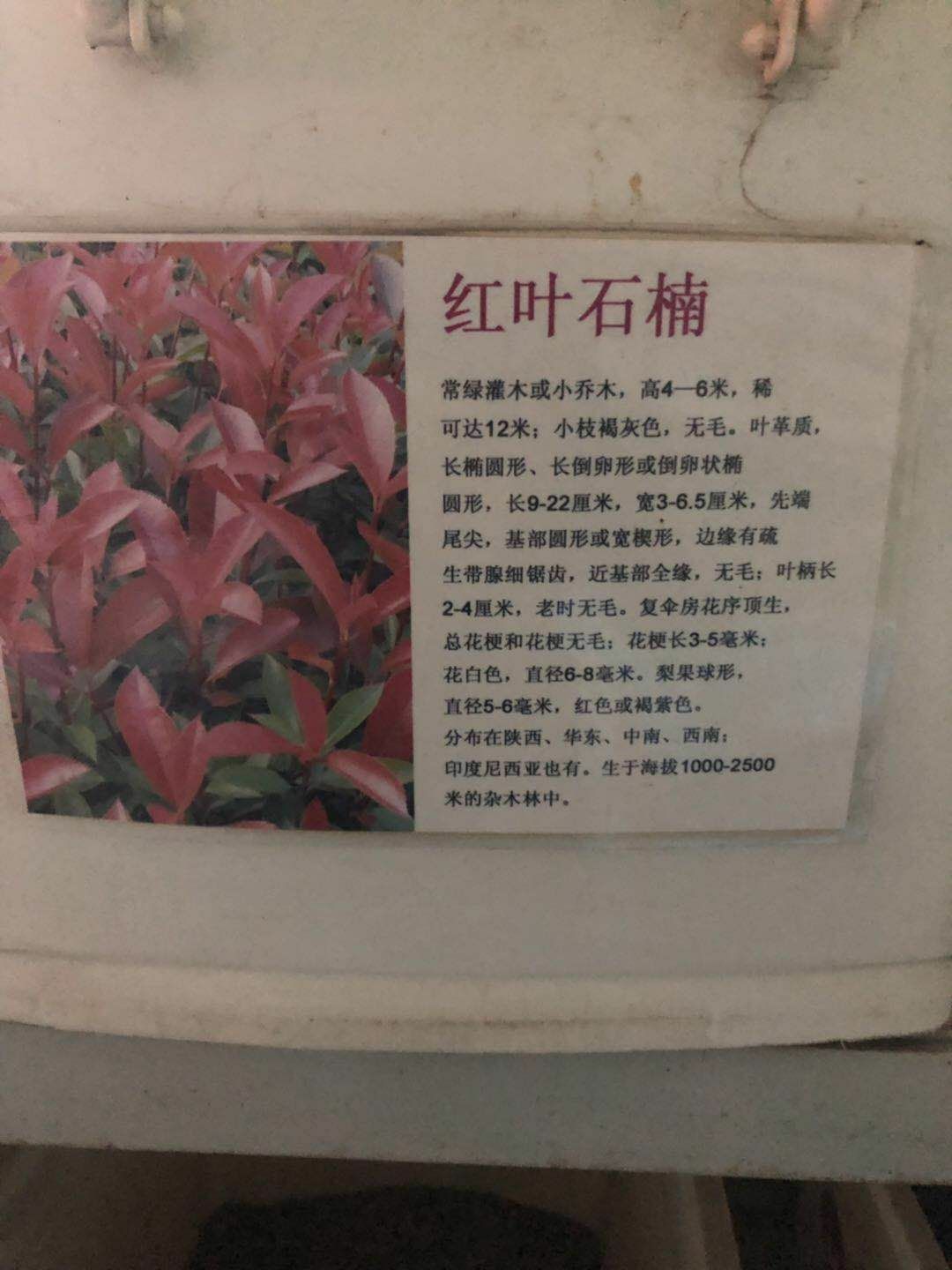 沭阳县 红叶石楠种子