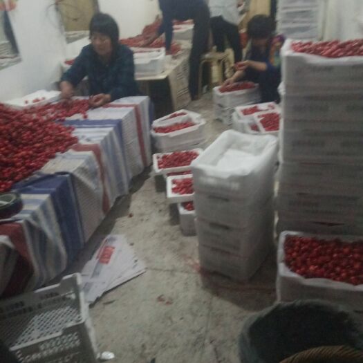 沂源县 红灯美早大樱桃车厘子基地直供 现摘现发