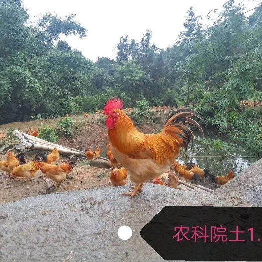 广州 三黄鸡苗，土1.5品种纯正，质量可靠，厂家直销
