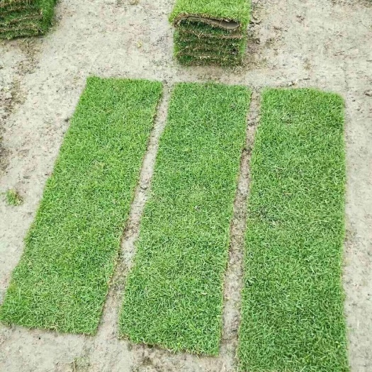 郴州 精品马尼拉草卷，草块，大量供应欢迎咨询订购！