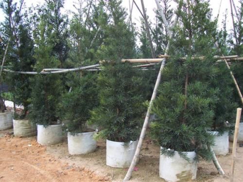 双耳50*40无纺布植树袋（20只）种植袋/植树袋/美植袋