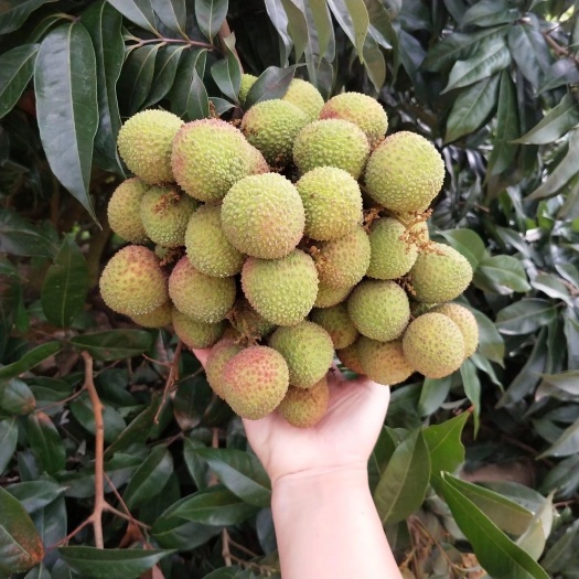 灵山县 荔枝上市，水冬黑叶，白糖罂，妃子笑