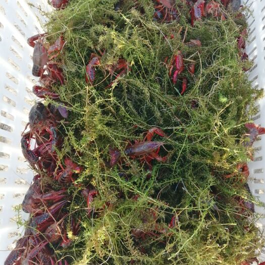 信阳 红壳小龙虾 每天现货