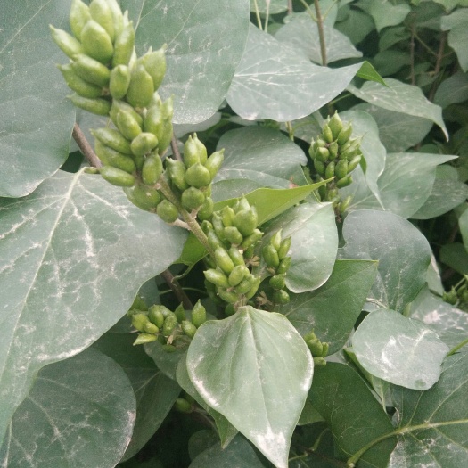 扶风县 丁香花苗