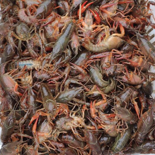 潜江市潜江小龙虾 中青17包邮