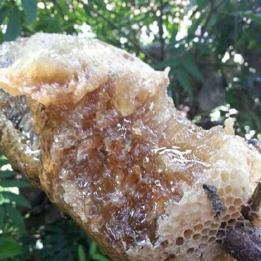 景洪市 西双版纳野生蜂蜜