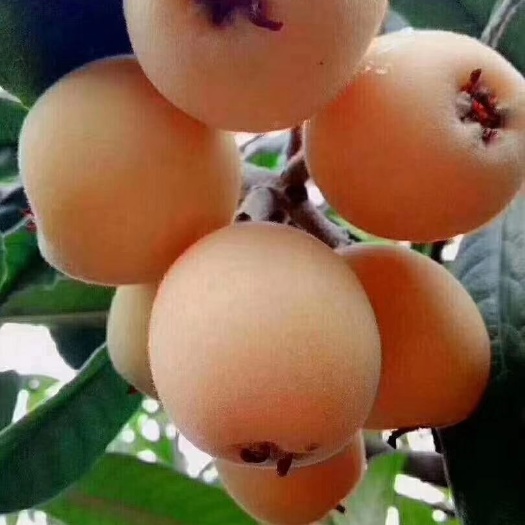 永善县 枇杷