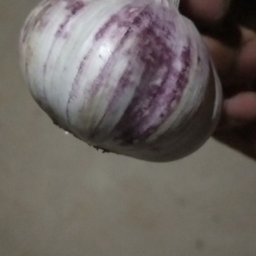 金乡县 金乡大蒜
