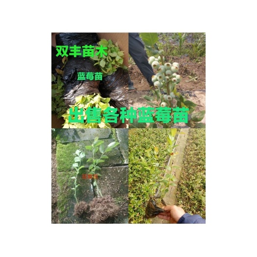 瑞卡蓝莓苗  大量出售蓝莓苗。品种多。需要的联系