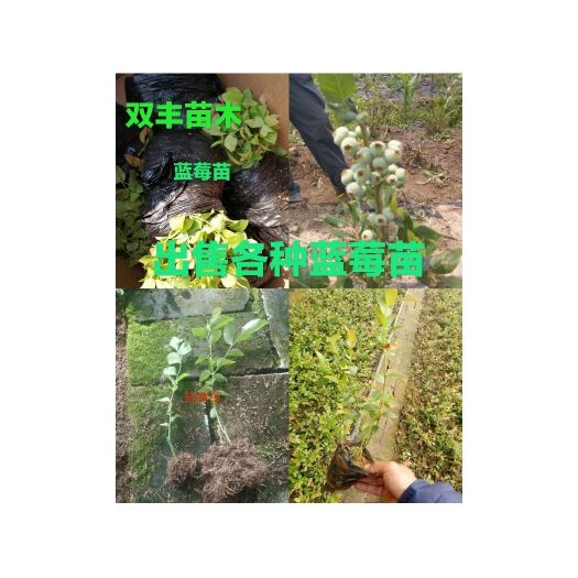 白山瑞卡蓝莓苗  大量出售蓝莓苗。品种多。需要的联系