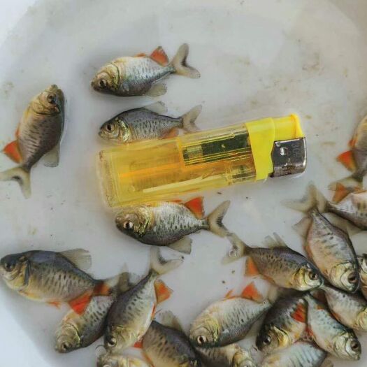博罗县红鲳鱼苗 红鲳鱼